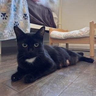 Monopoly, a Adoptable Domestic Short Hair in Richmond Hill, ON image 2/4