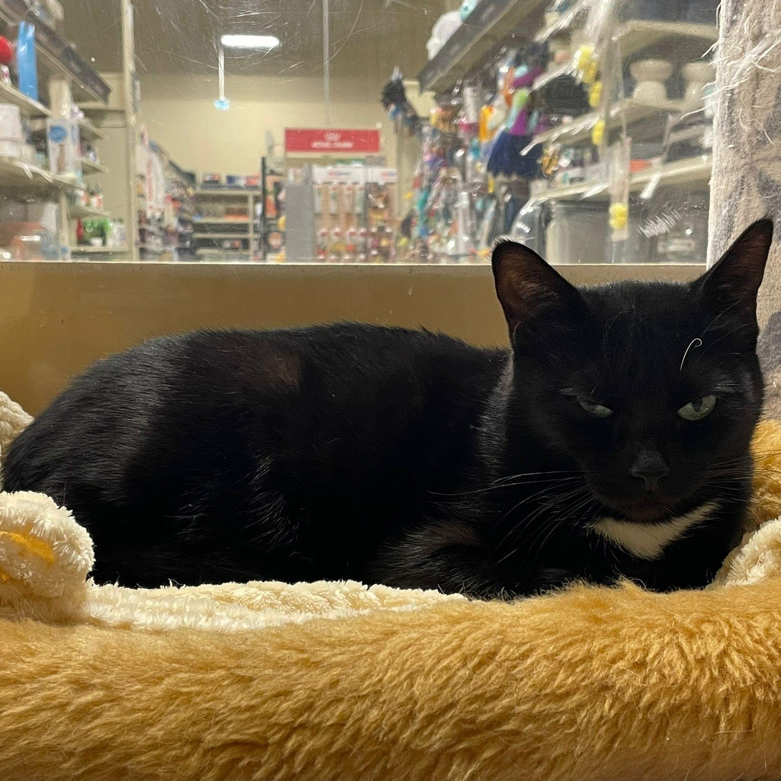 Monopoly , an adoptable Domestic Short Hair in Richmond Hill, ON image 5/6