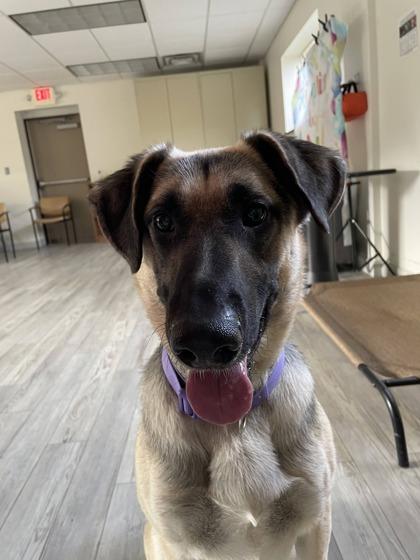 Brutus, Adoptable, Adult Male German Shepherd Dog & Mixed Breed.