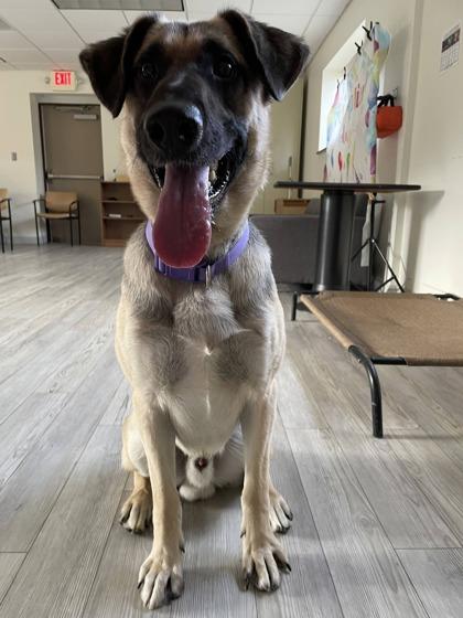 Brutus, a Adoptable mixed breed in South Bend, IN image 2/3
