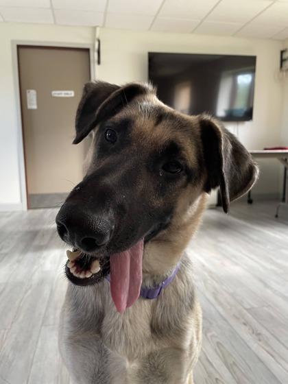 Brutus, a Adoptable mixed breed in South Bend, IN image 3/3
