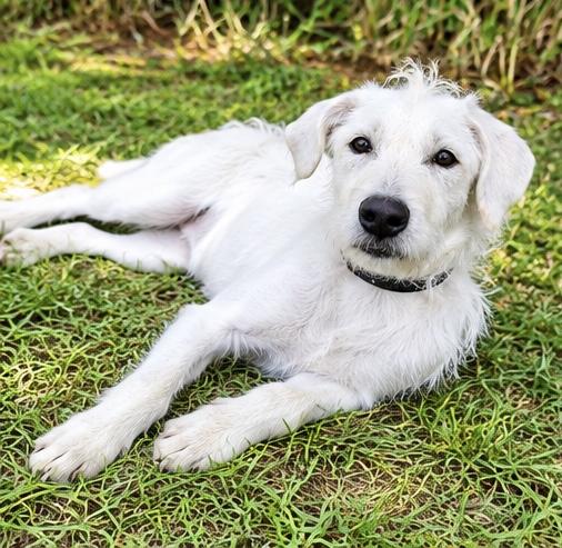 Enlarge Daisi, a Adoptable mixed breed in Southfield , MI image 5/6