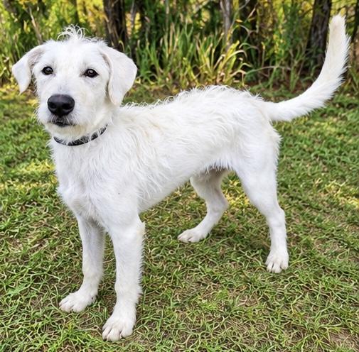 Daisi, Adoptable, Young Female Terrier & Schnauzer.