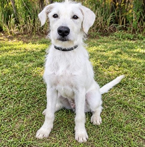 Enlarge Daisi, a Adoptable mixed breed in Southfield , MI image 2/6