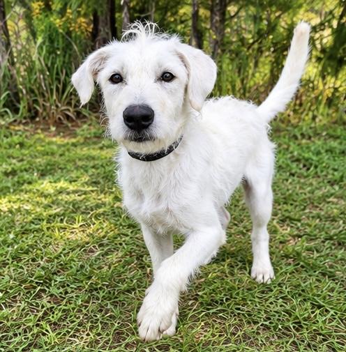 Enlarge Daisi, a Adoptable mixed breed in Southfield , MI image 4/6