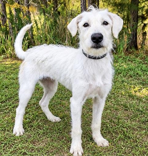 Enlarge Daisi, a Adoptable mixed breed in Southfield , MI image 3/6