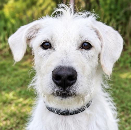 Enlarge Daisi, a Adoptable mixed breed in Southfield , MI image 6/6