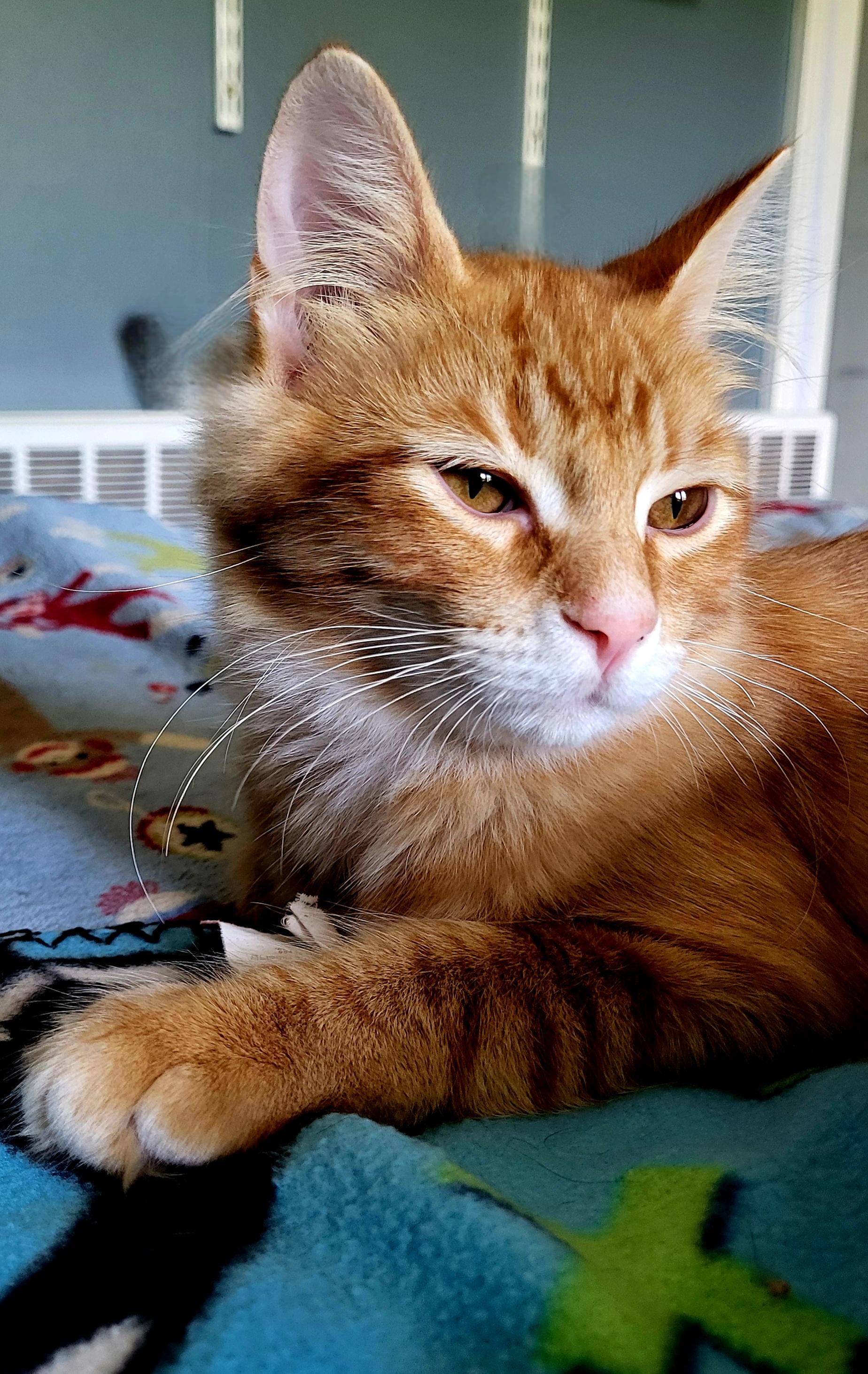 Enlarge Rory, a Adoptable Domestic Medium Hair in Milwaukee, WI image 4/5