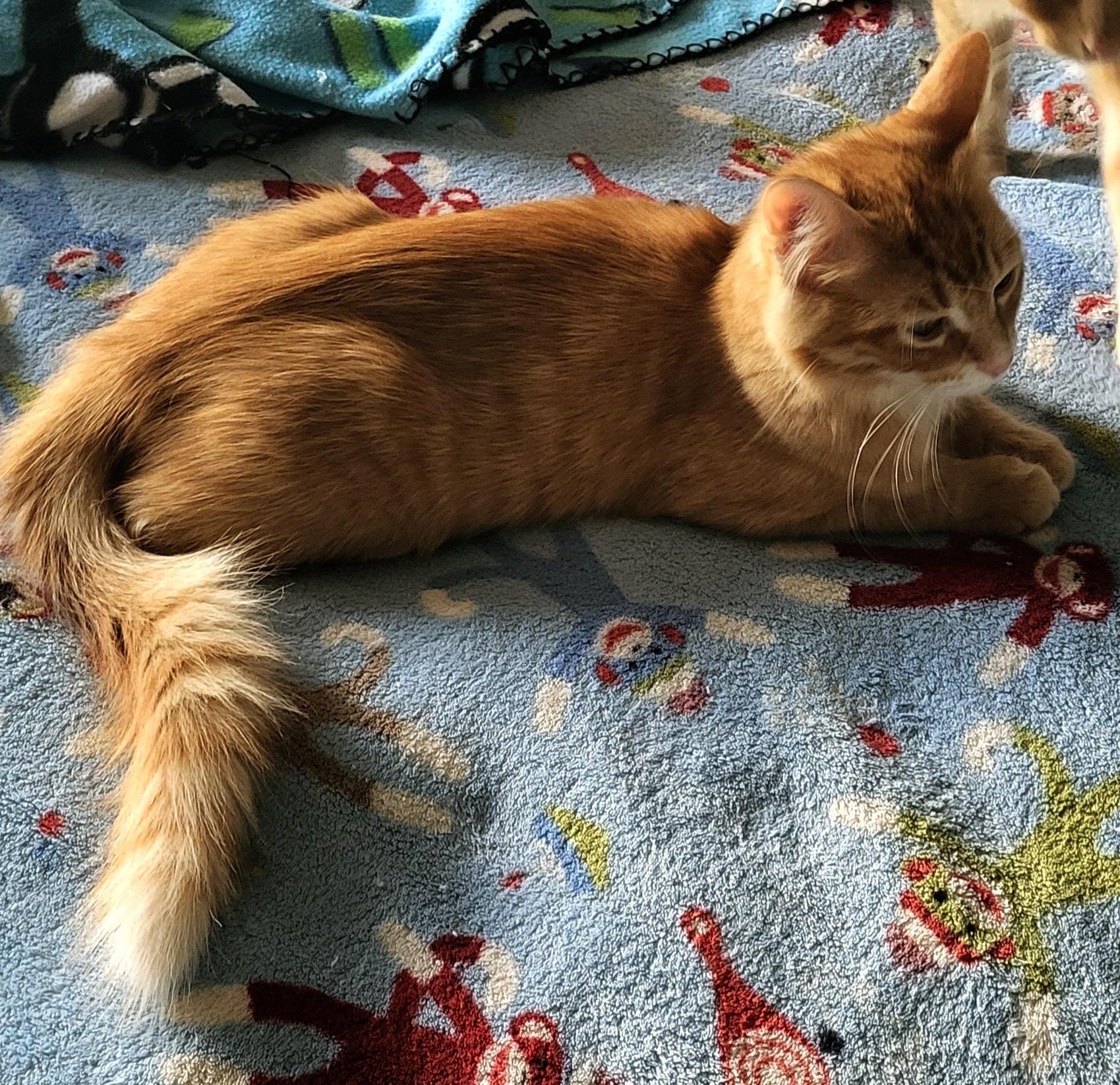 Enlarge Rory, a Adoptable Domestic Medium Hair in Milwaukee, WI image 5/5