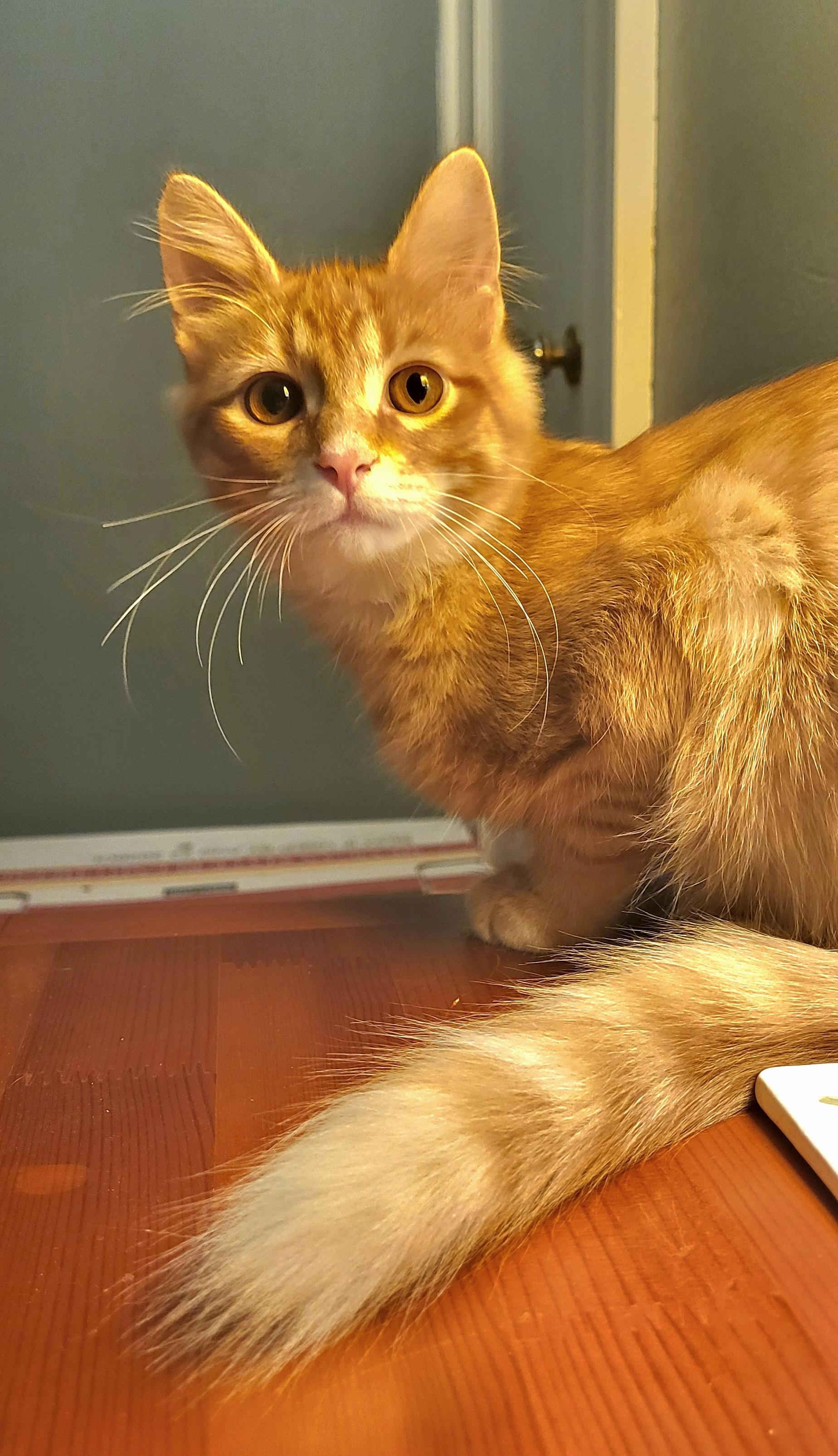 Enlarge Rory, a Adoptable Domestic Medium Hair in Milwaukee, WI image 2/5
