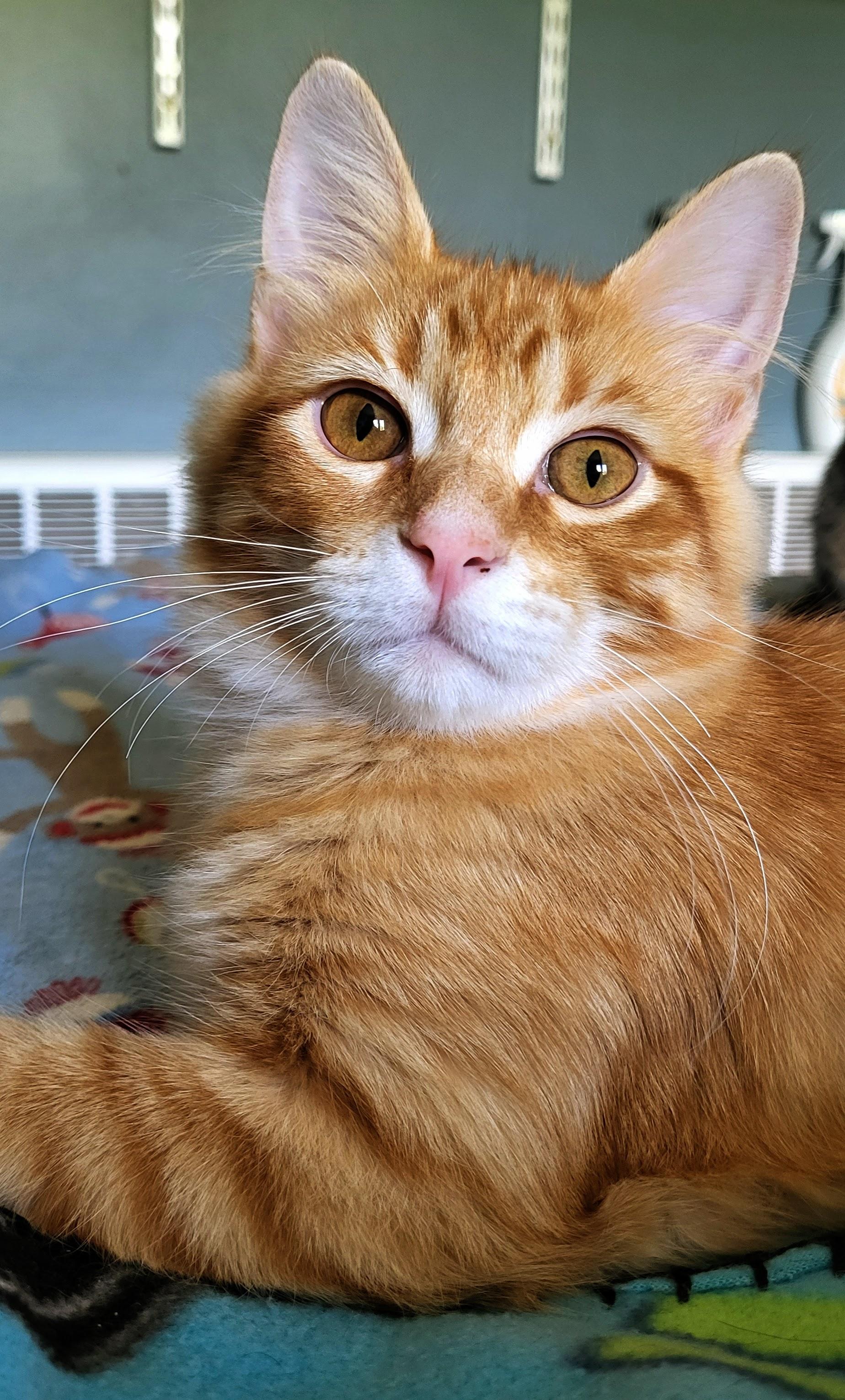 Enlarge Rory, a Adoptable Domestic Medium Hair in Milwaukee, WI image 3/5