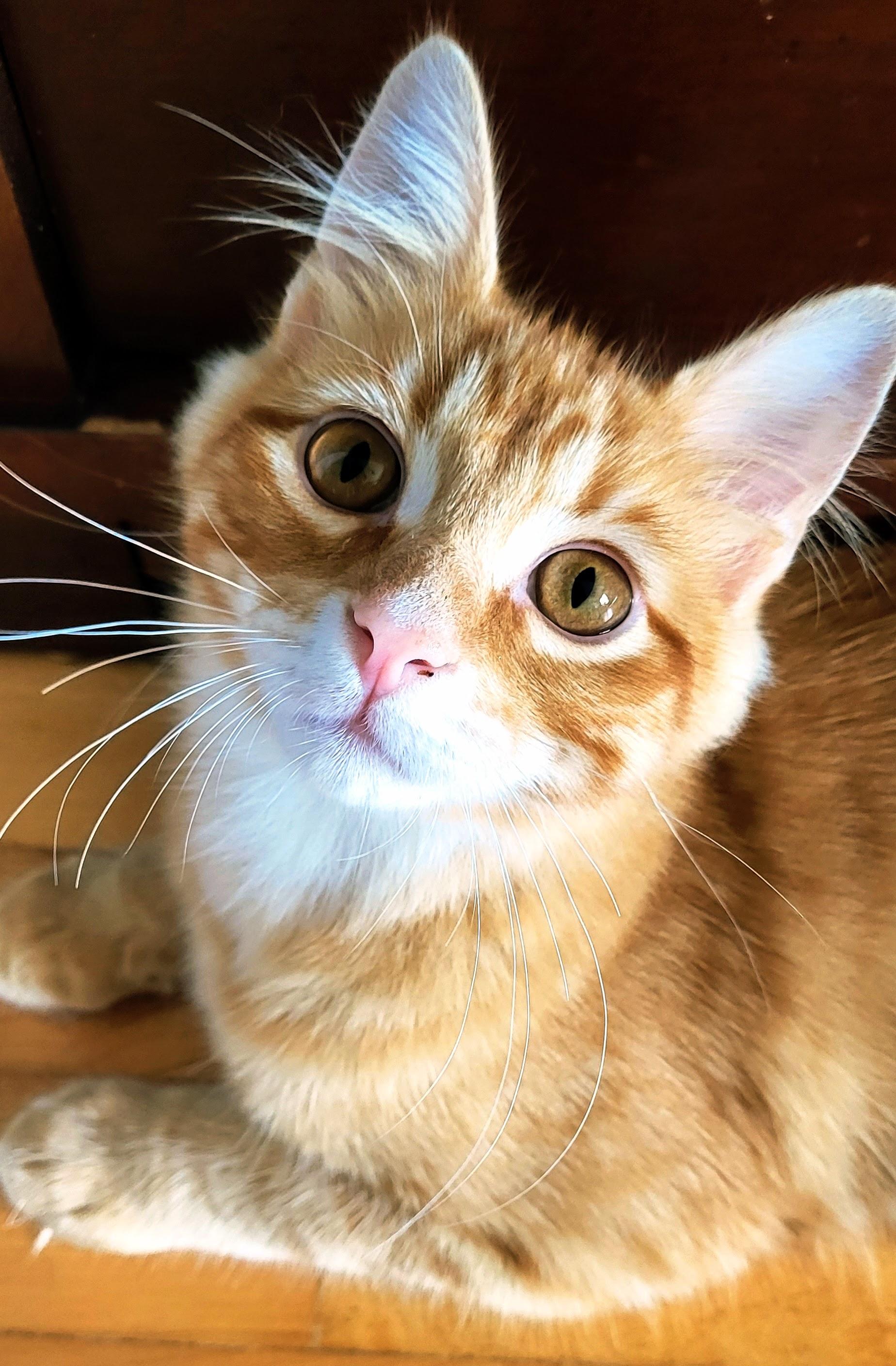 Rory, Adoptable, Kitten Male Domestic Medium Hair.