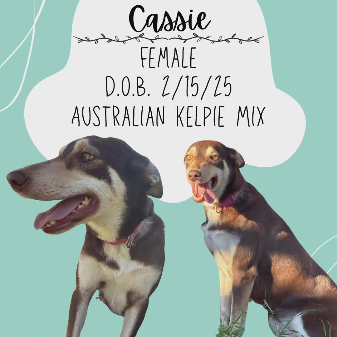 Cassie — thumbnail 4