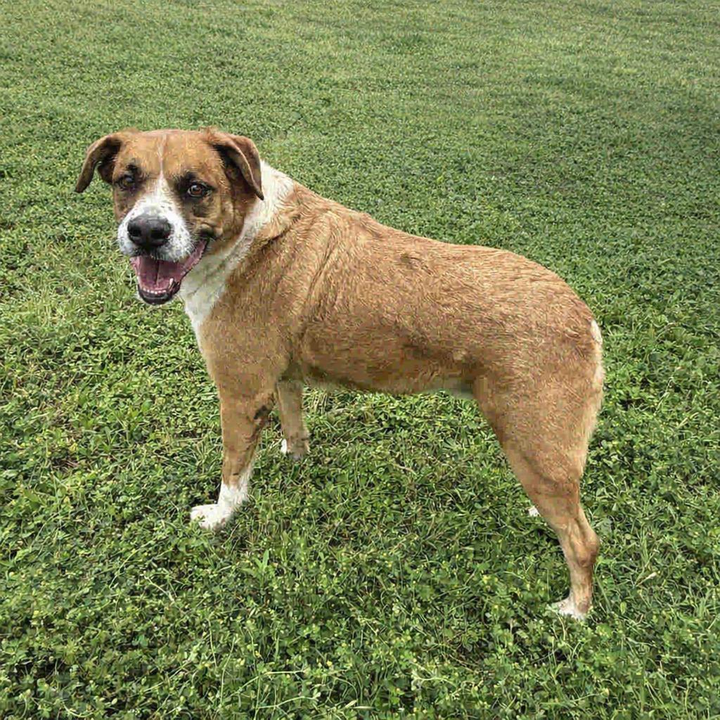 Enlarge Buster, a Adoptable mixed breed in Brenham, TX image 2/6