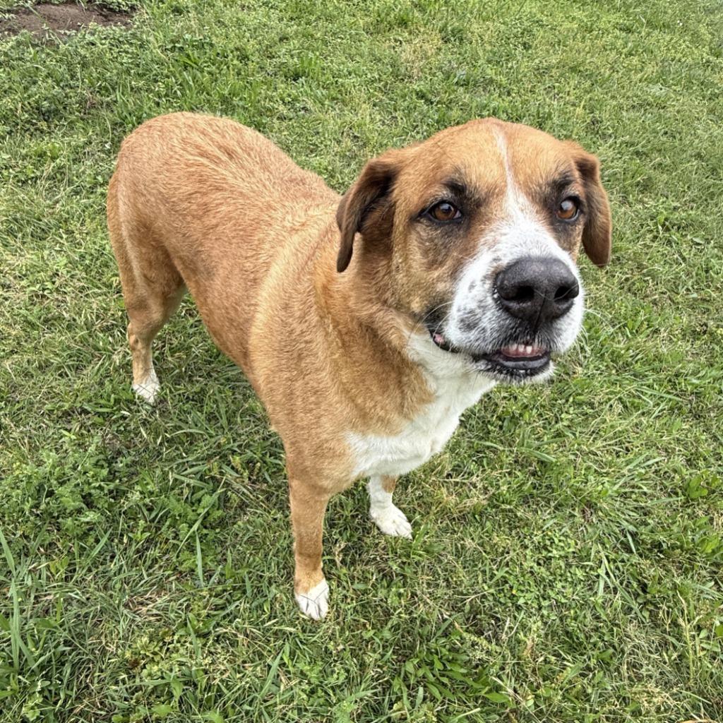 Enlarge Buster, a Adoptable mixed breed in Brenham, TX image 3/6