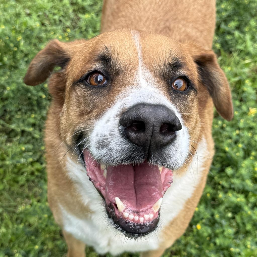 Enlarge Buster, a Adoptable mixed breed in Brenham, TX image 1/6