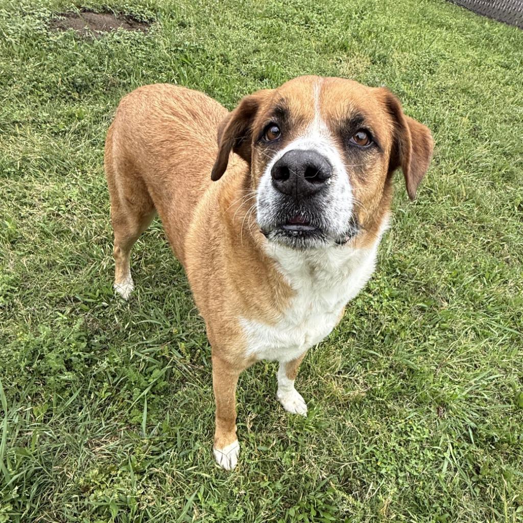 Enlarge Buster, a Adoptable mixed breed in Brenham, TX image 4/6