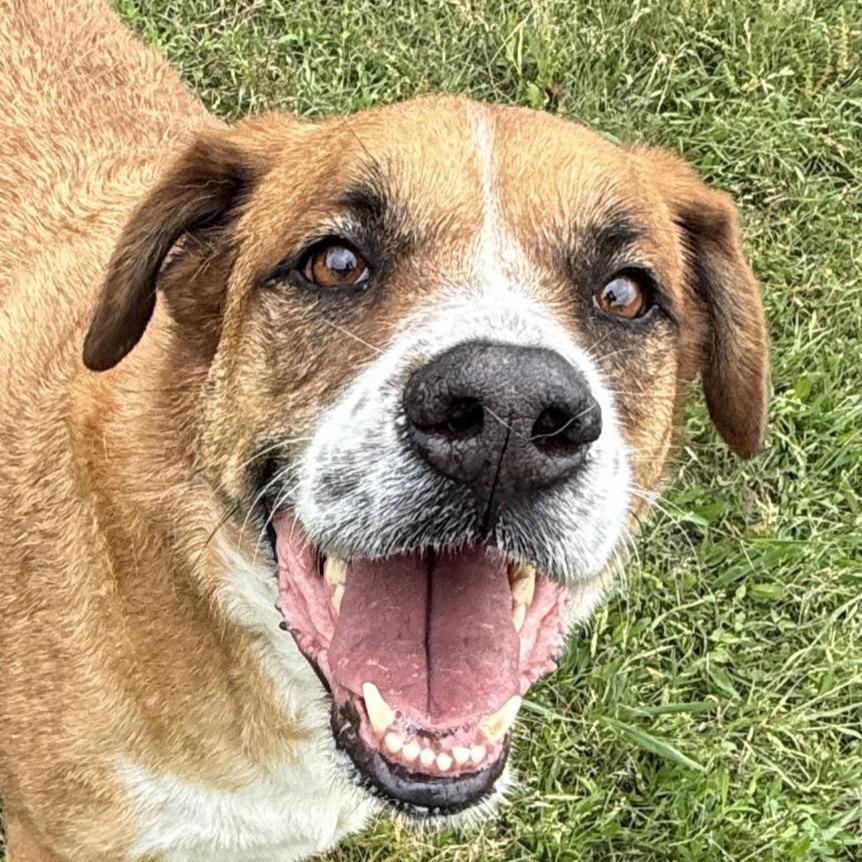 Enlarge Buster, a Adoptable mixed breed in Brenham, TX image 5/6