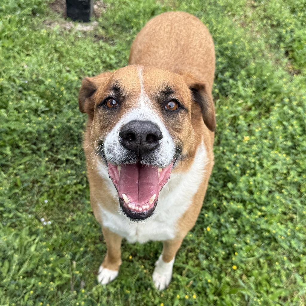 Enlarge Buster, a Adoptable mixed breed in Brenham, TX image 6/6