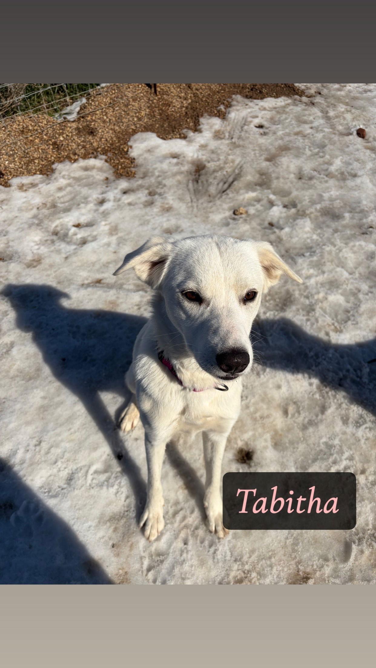 Tabitha, Adoptable, Young Female Great Pyrenees.