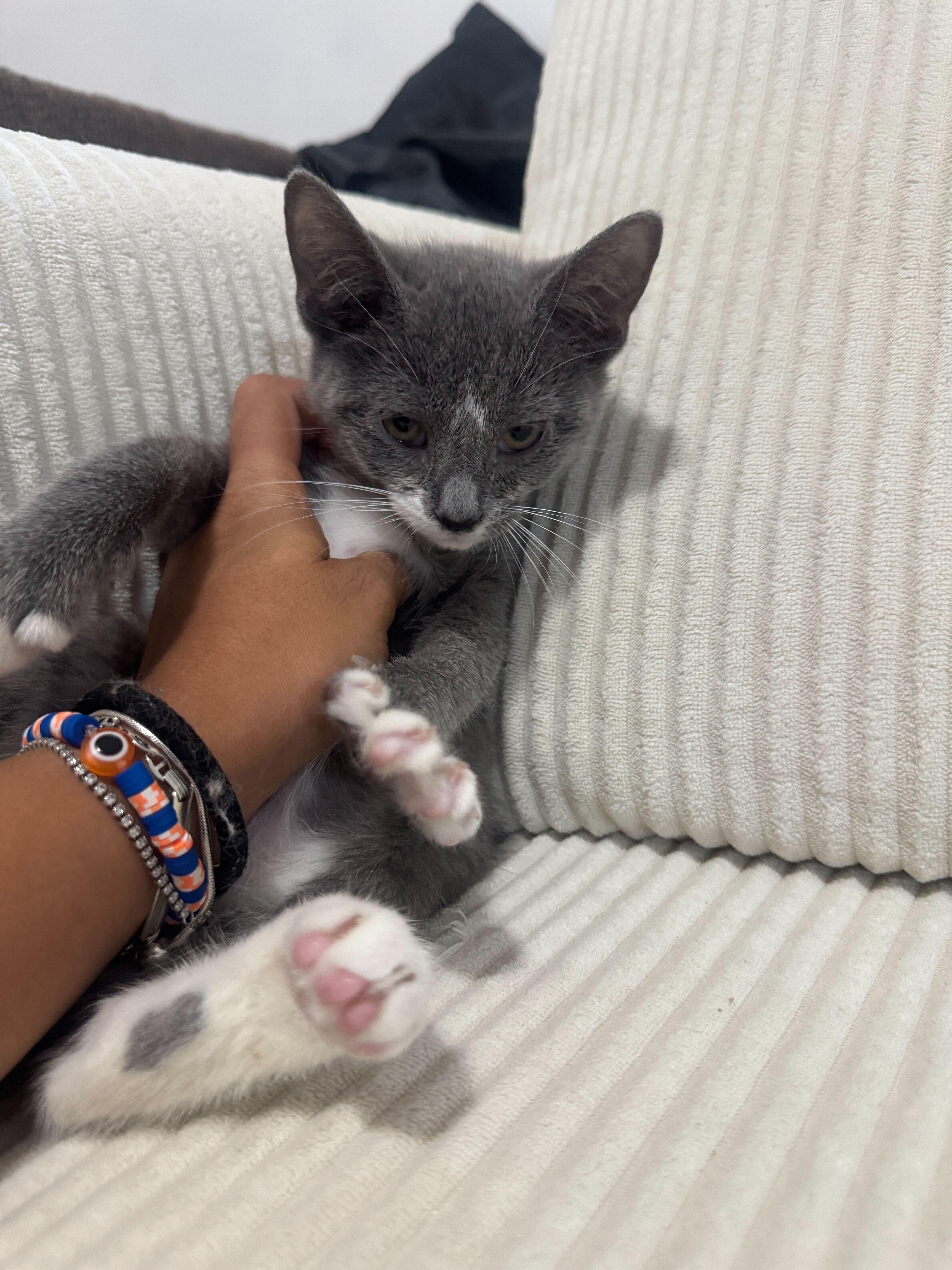 Maisie, a ADOPTABLE Domestic Short Hair in Long Island City, NY image 3/4