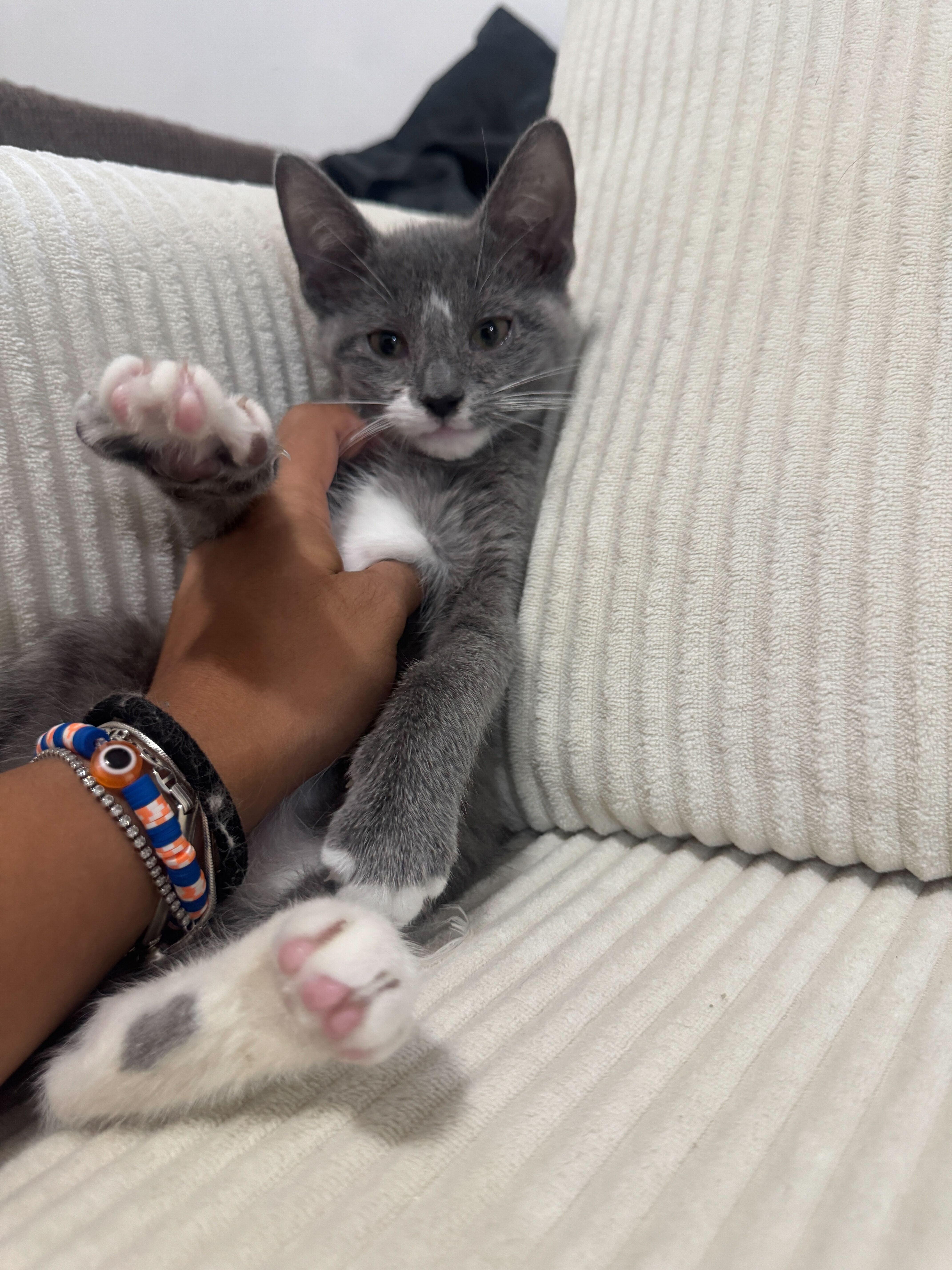 Maisie, a ADOPTABLE Domestic Short Hair in Long Island City, NY image 1/4