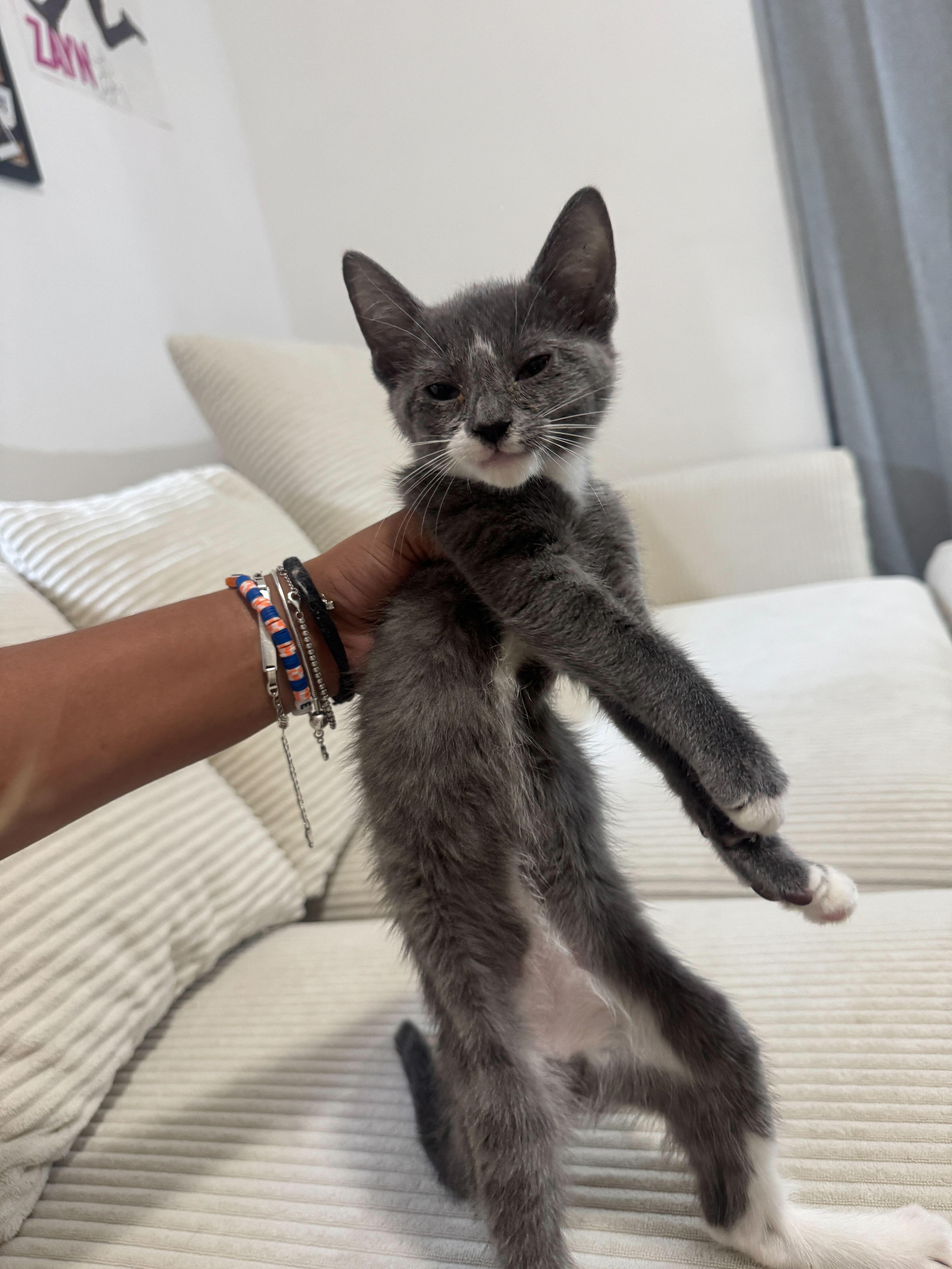 Maisie, a ADOPTABLE Domestic Short Hair in Long Island City, NY image 2/4