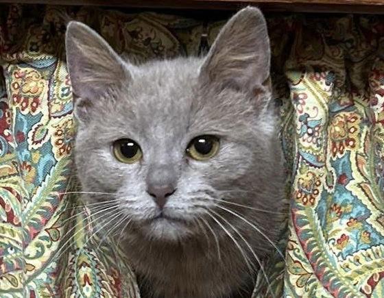 Tawny, Adoptable, Young Female Domestic Short Hair & Tabby.