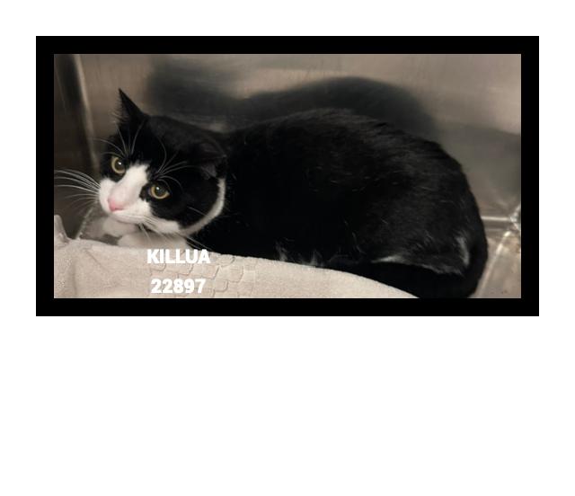 Enlarge KILLUA, a Adoptable mixed breed in Marietta, GA image 3/5