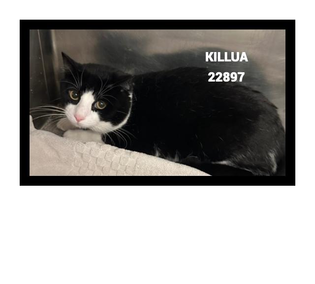 Enlarge KILLUA, a Adoptable mixed breed in Marietta, GA image 4/5