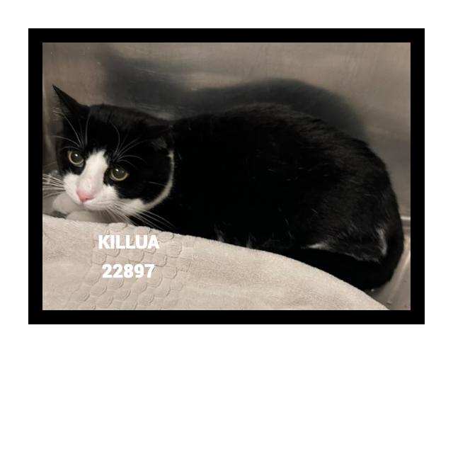 Enlarge KILLUA, a Adoptable mixed breed in Marietta, GA image 2/5