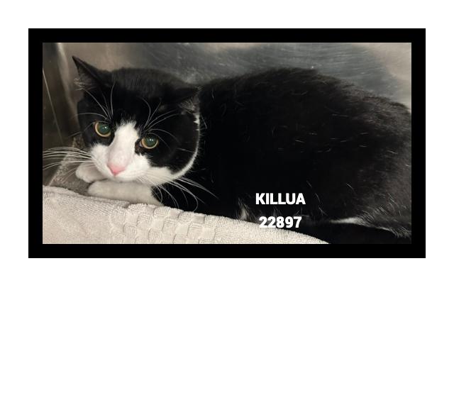 Enlarge KILLUA, a Adoptable mixed breed in Marietta, GA image 5/5