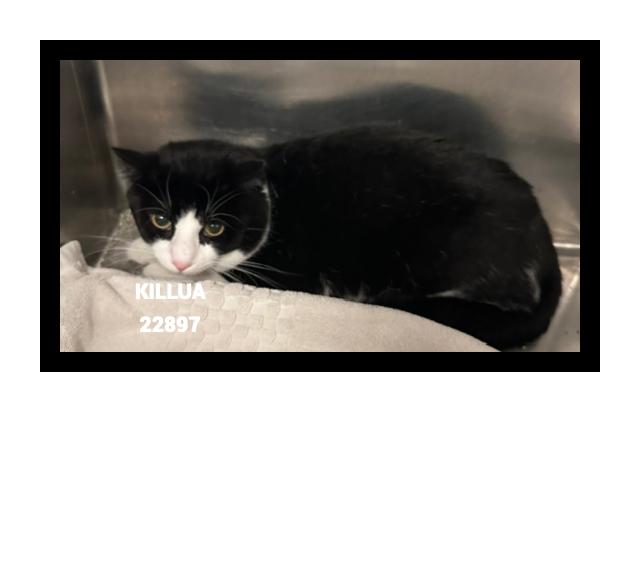 KILLUA, Adoptable, Young Male Domestic Short Hair.