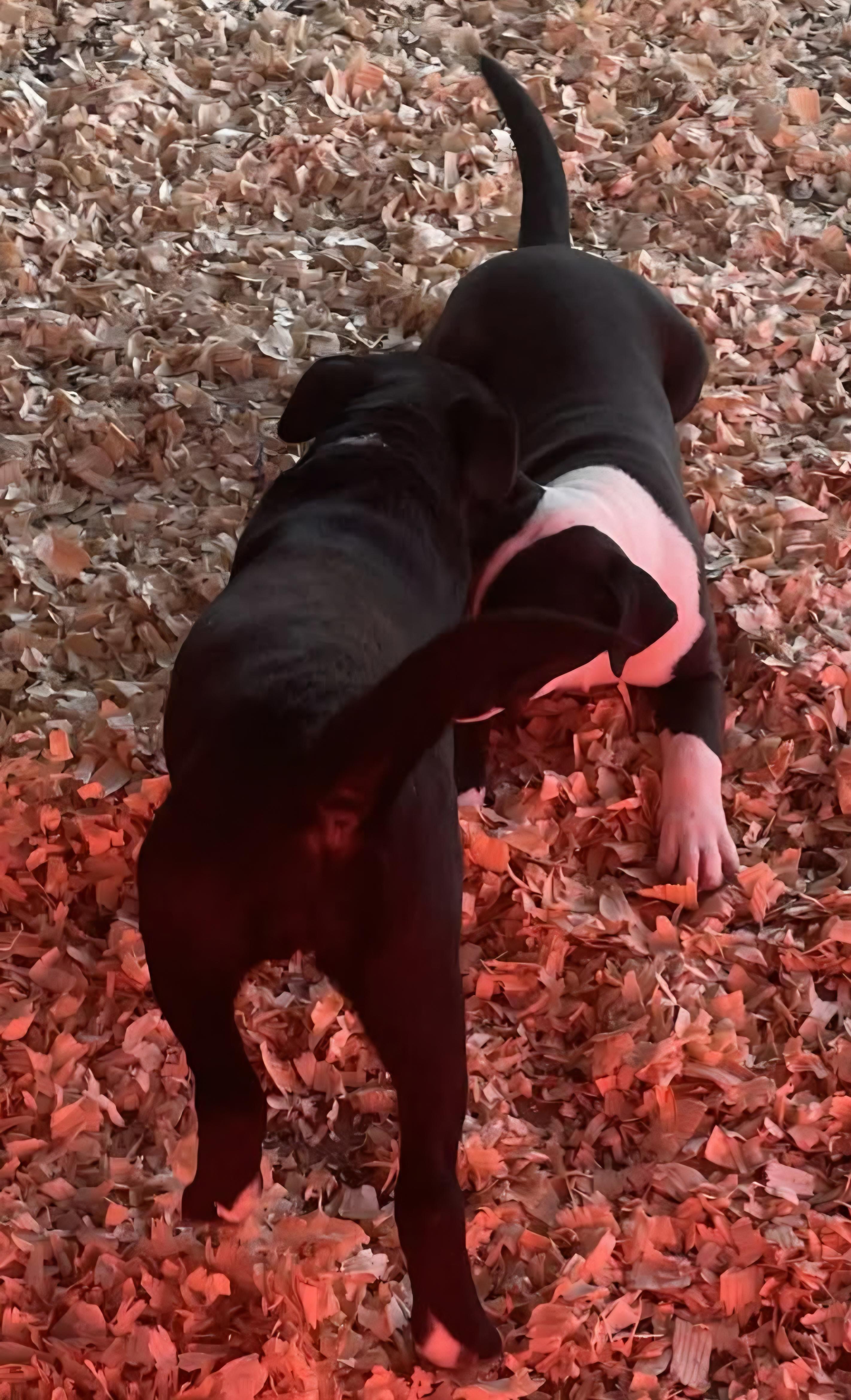 Gypsy, a ADOPTABLE mixed breed in Gardner, MA image 6/6