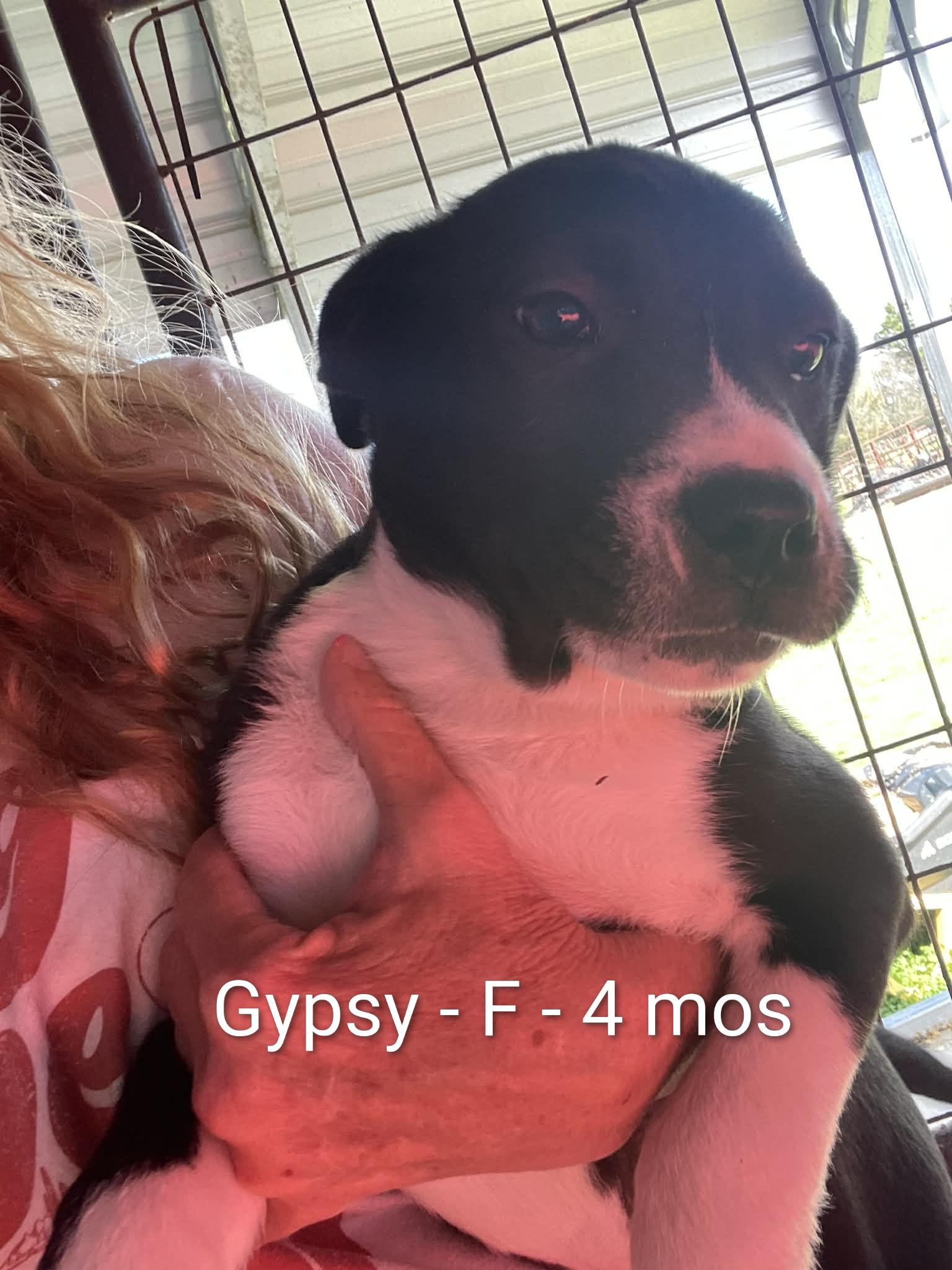 Gypsy, a ADOPTABLE mixed breed in Gardner, MA image 2/6
