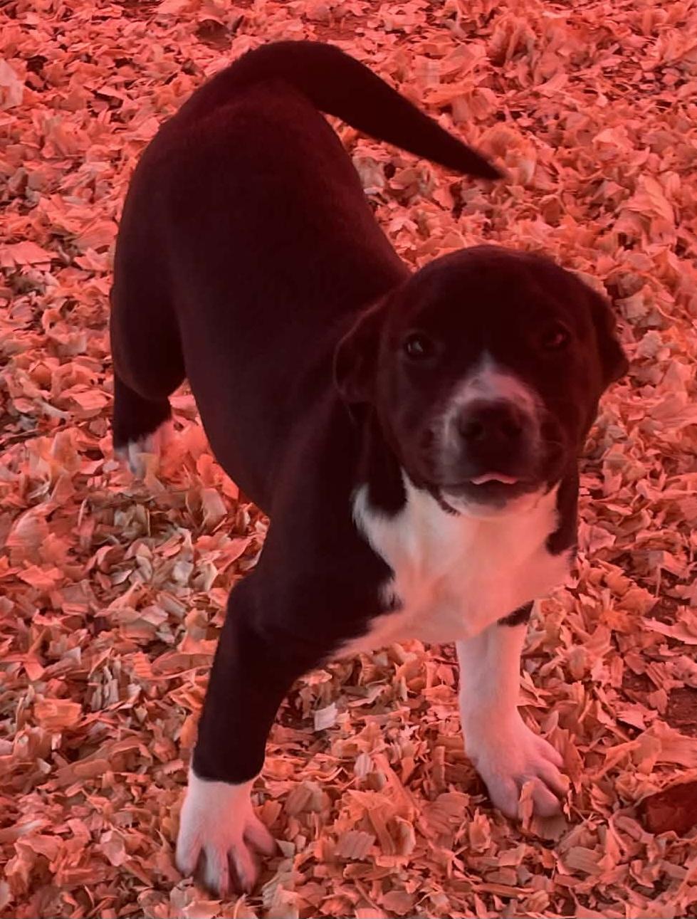 Gypsy, ADOPTABLE, Puppy Female Labrador Retriever.