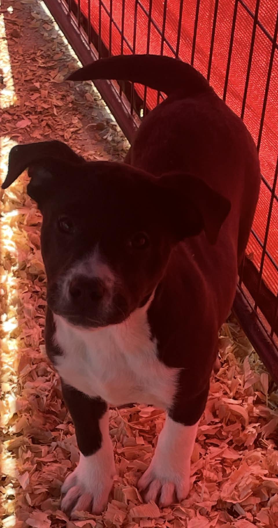 Gypsy, a ADOPTABLE mixed breed in Gardner, MA image 3/6