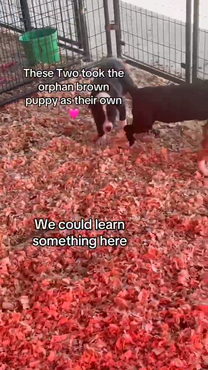 Enlarge Gypsy, a ADOPTABLE mixed breed in Gardner, MA video 5/6