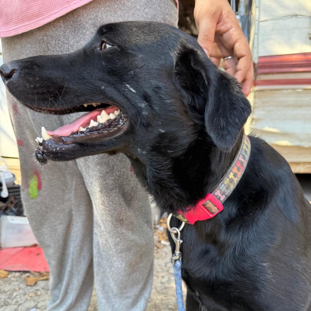 Coal, Adoptable, Adult Male Black Labrador Retriever.