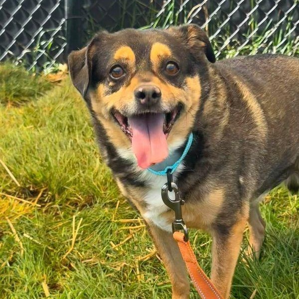 Jojo (Bonded Pair w/ Toby), Adoptable, Senior Male Beagle & Miniature Pinscher.