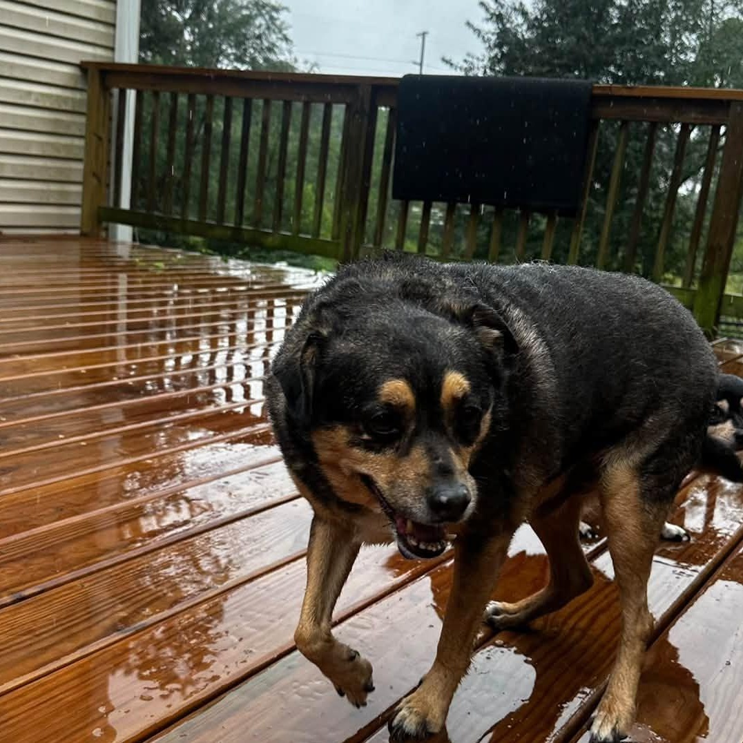 Enlarge Jojo (Bonded Pair w/ Toby), a Adoptable mixed breed in Severn, MD image 2/3