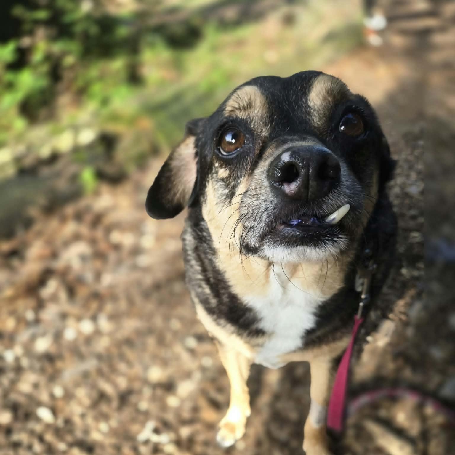 Enlarge Jojo (Bonded Pair w/ Toby), a Adoptable mixed breed in Severn, MD image 1/4