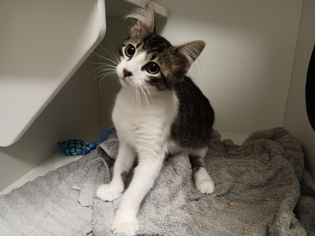 Calvin (Ulitka), a Adoptable mixed breed in New Braunfels, TX image 2/3