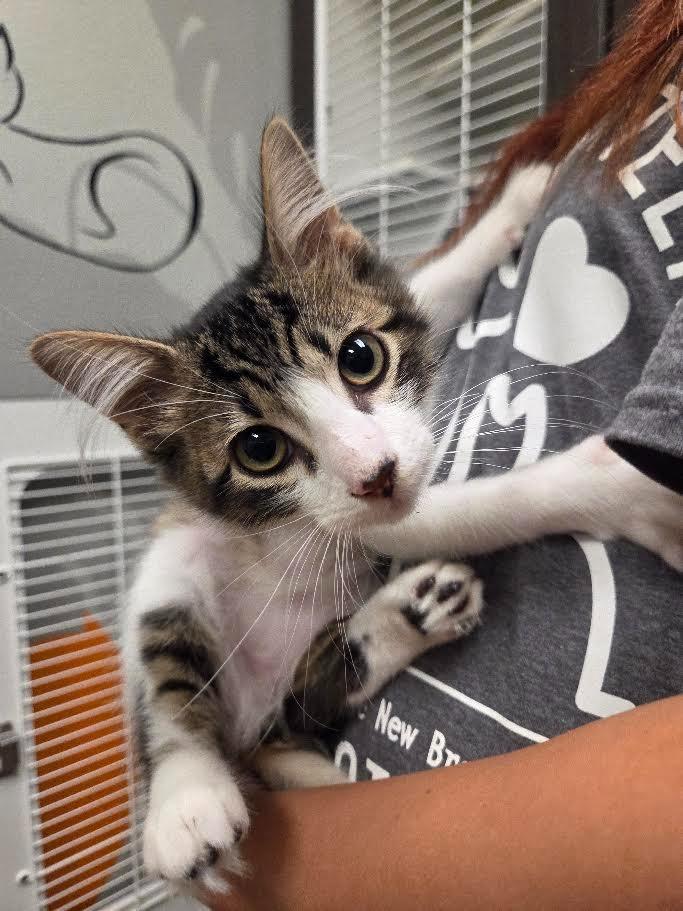 Calvin (Ulitka), a Adoptable mixed breed in New Braunfels, TX image 3/3