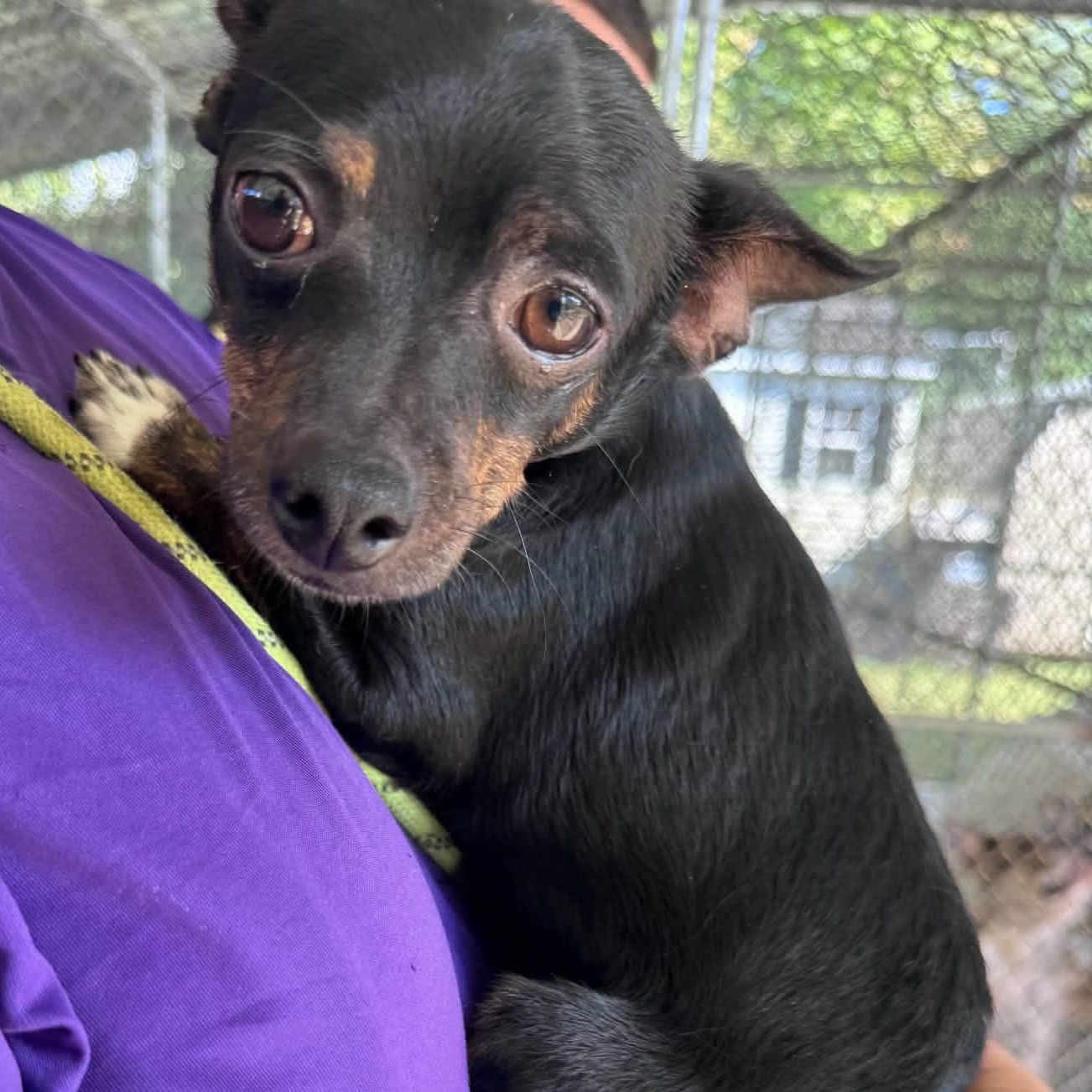 Blinky, Adoptable, Adult Male Chihuahua.
