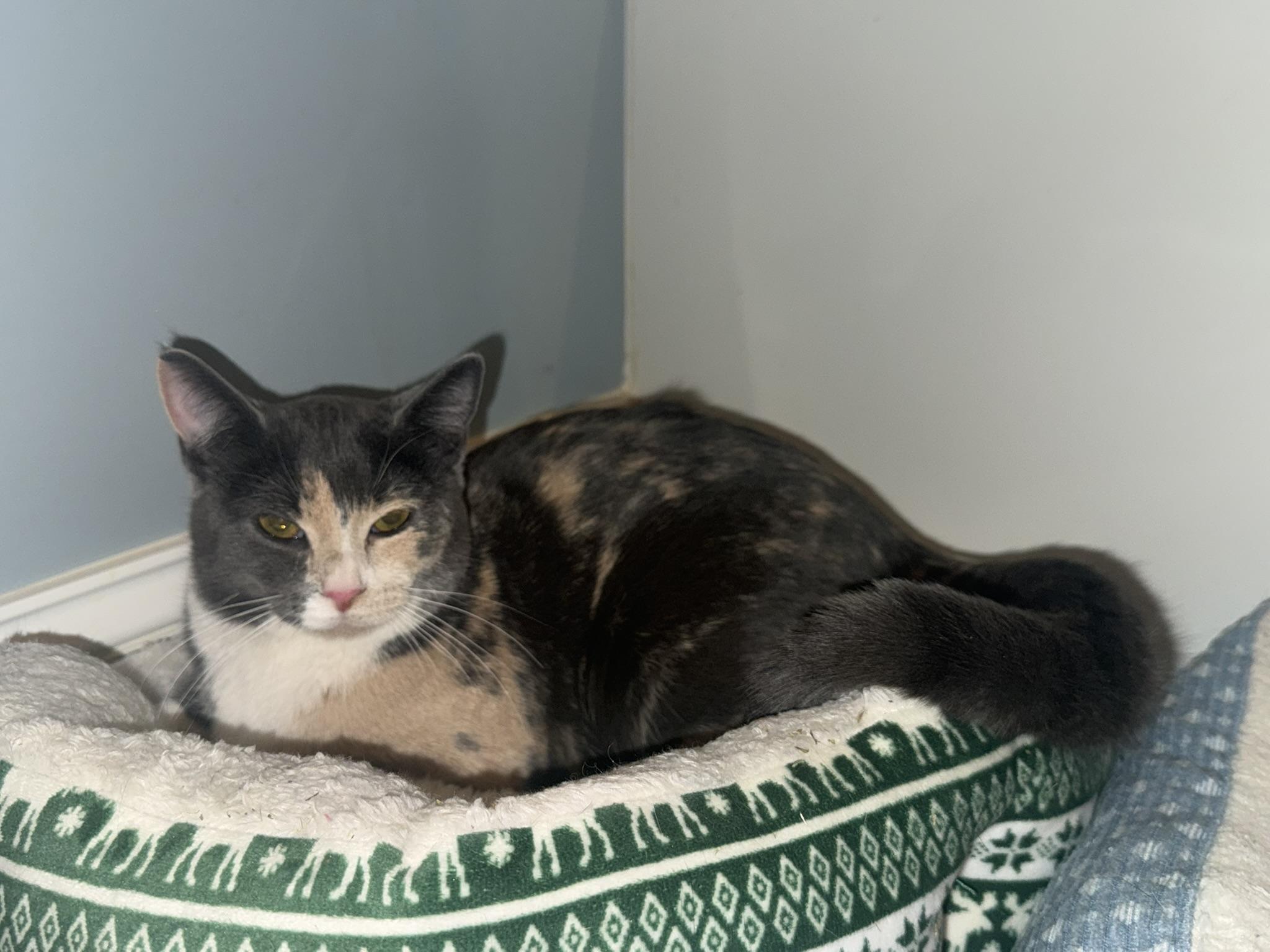 Enlarge Agatha, a ADOPTABLE Tortoiseshell in CANONSBURG, PA image 2/4