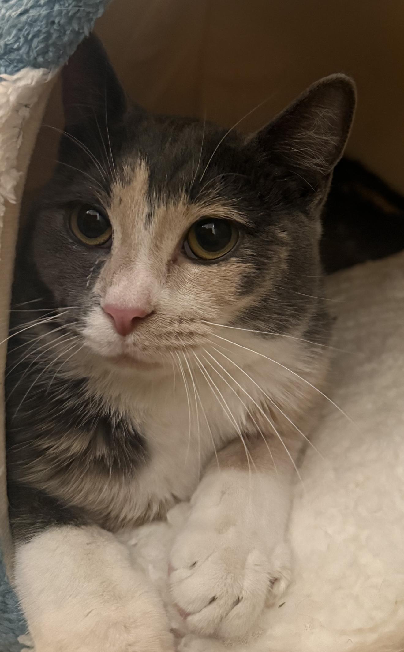 Enlarge Agatha, a ADOPTABLE Tortoiseshell in CANONSBURG, PA image 3/4