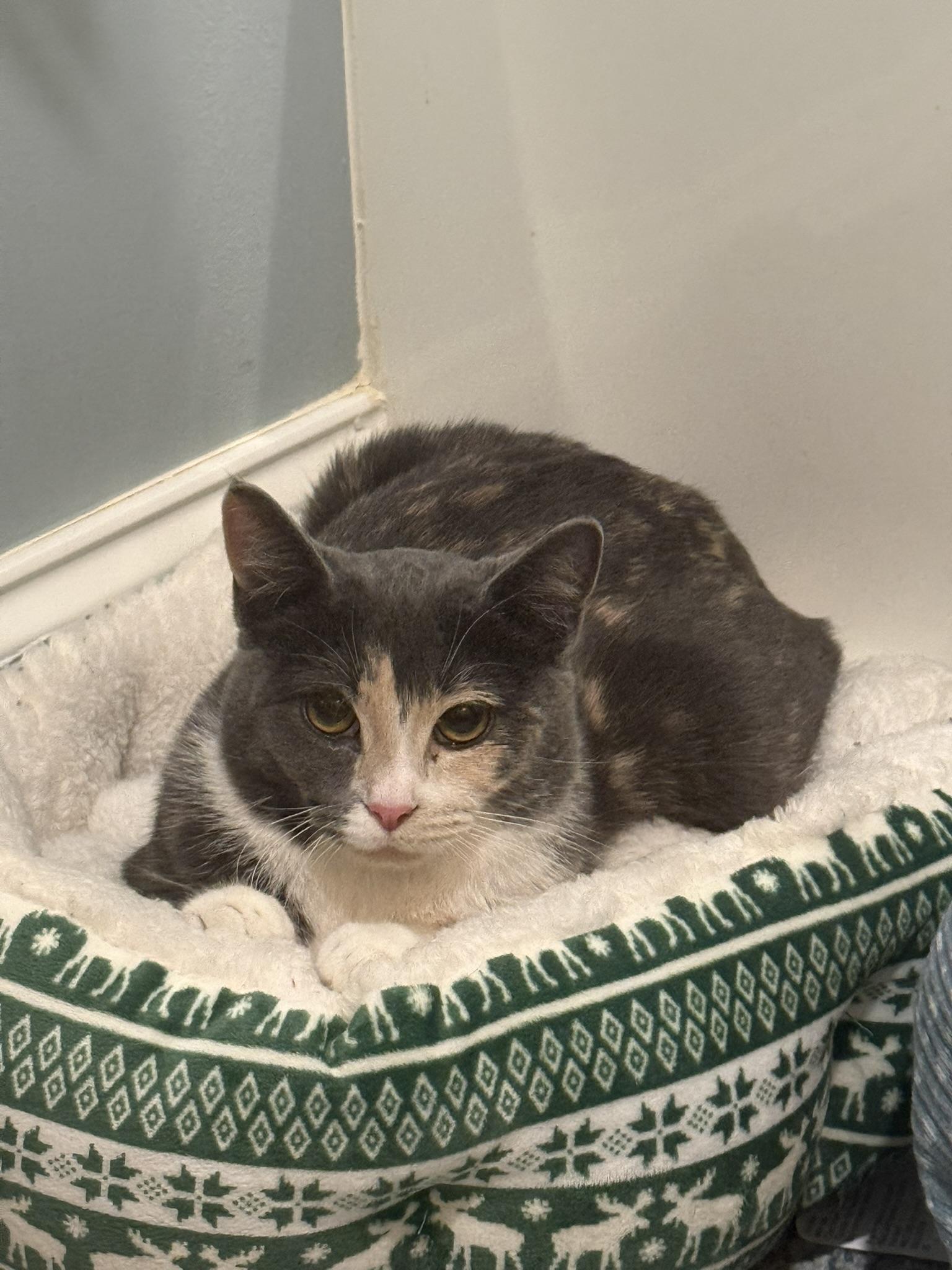 Enlarge Agatha, a ADOPTABLE Tortoiseshell in CANONSBURG, PA image 1/4