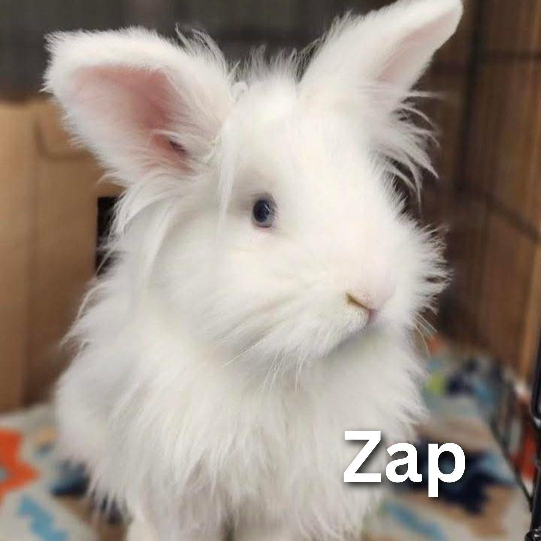 Enlarge Zap, a Adoptable mixed breed in Winnipeg, MB image 1/1