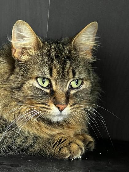 Agatha, Adoptable, Adult Female Domestic Medium Hair.